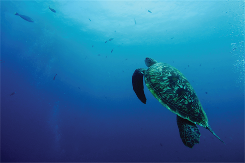 Underwater photo of Turtle in ocean.