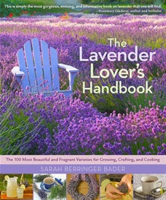 A light blue garden chair amongst a sea of lavender.